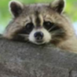 Meet your Posher, Amaris